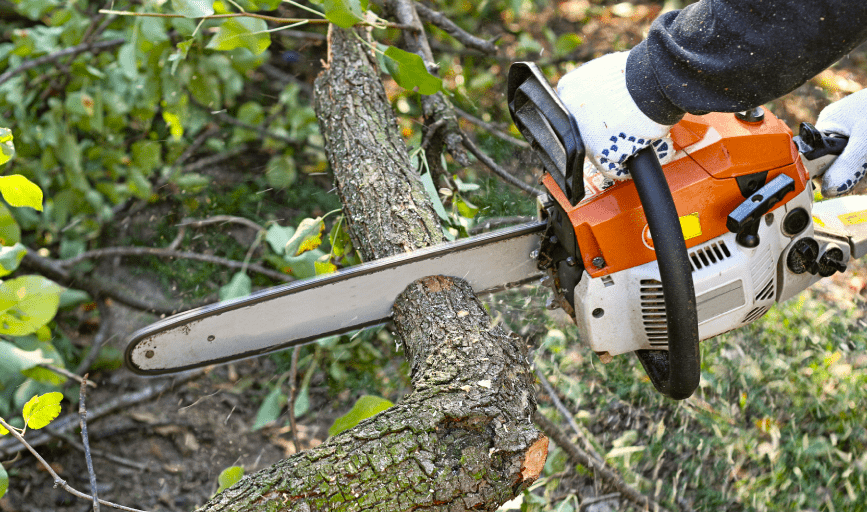 TREE CUTTING